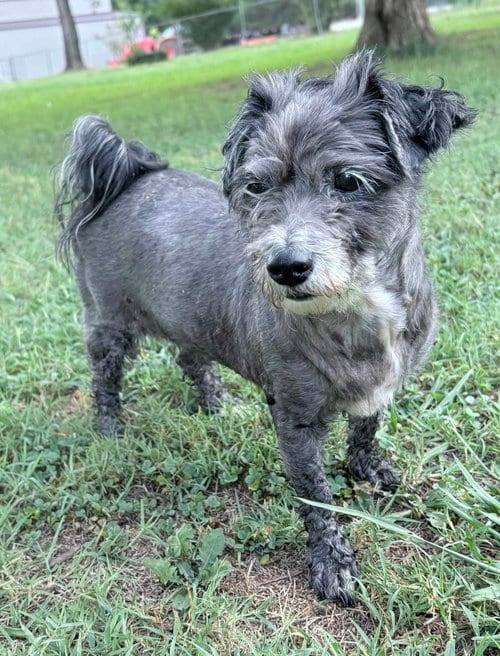 Photo of Maude, adoptable Unknown breed in Greenville, South Carolina