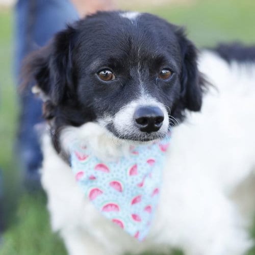 Photo of Winston, adoptable Chihuahua in San Antonio, Texas