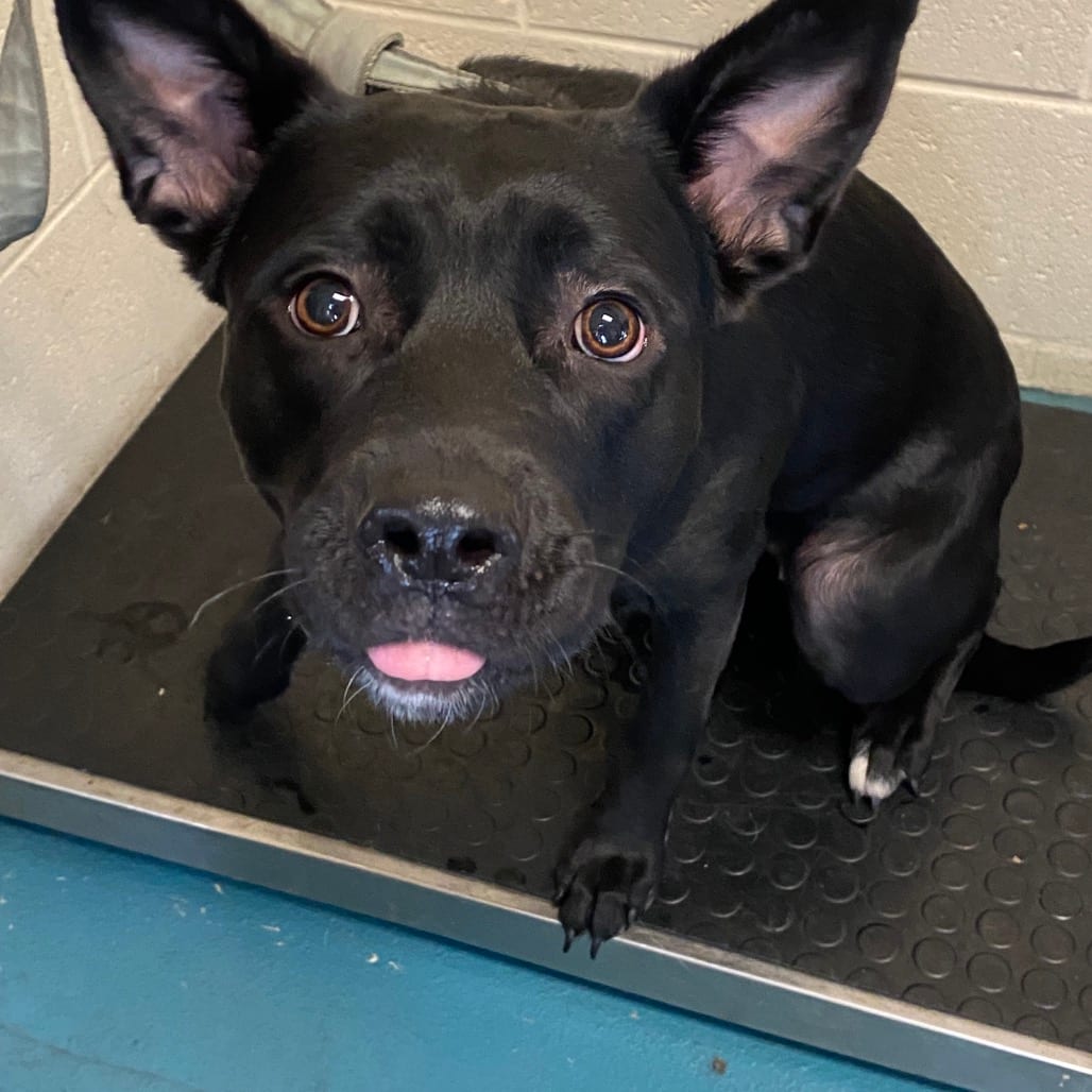 Photo of Honey, adoptable dog