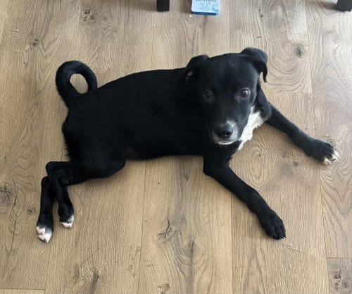 Photo of Leena, adoptable Unknown breed in Coralville, Iowa