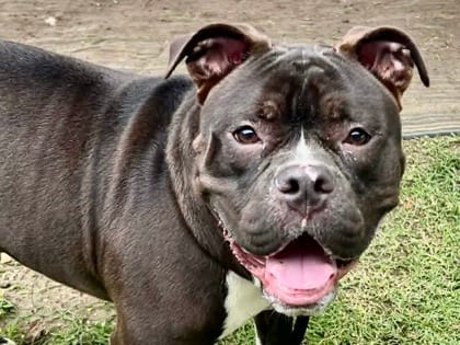 Photo of Roger, adoptable dog in Georgetown, Texas