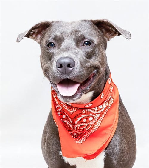 Photo of Jaxson, adoptable Terrier in Sanford, Florida