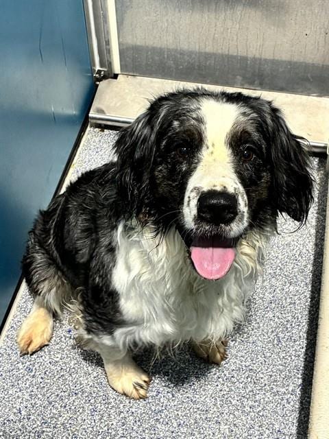 Photo of Bruno, adoptable Australian Shepherd in Forestville, Maryland