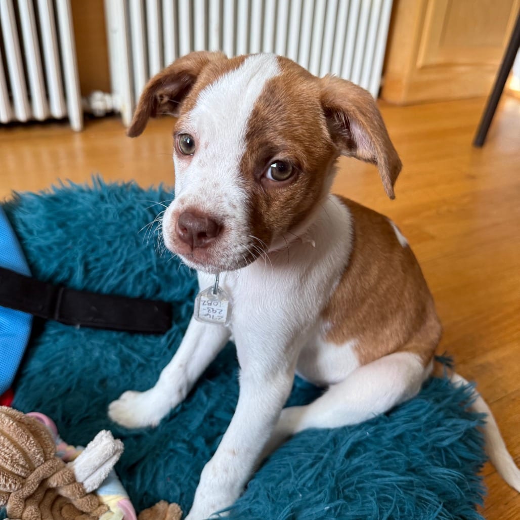 Photo of Pearl 7694, adoptable Feist / Mixed Breed (Medium) in Fairfax Station, Virginia