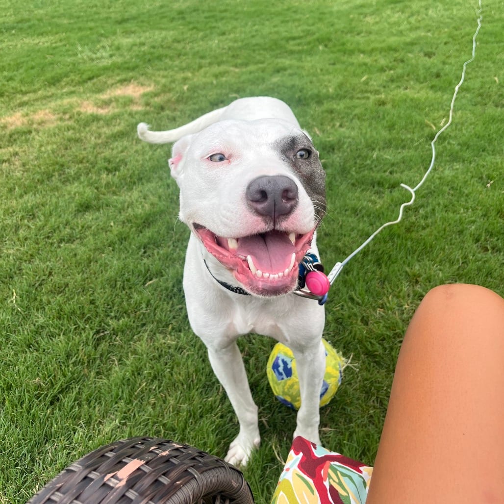 Photo of Kali, adoptable Terrier, American Pit Bull / Mixed Breed (Medium) in Dallas, Texas