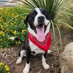 Photo of Springer JuM, adoptable American Pit Bull Terrier Mixed Breed (Medium) in Hartford, Connecticut