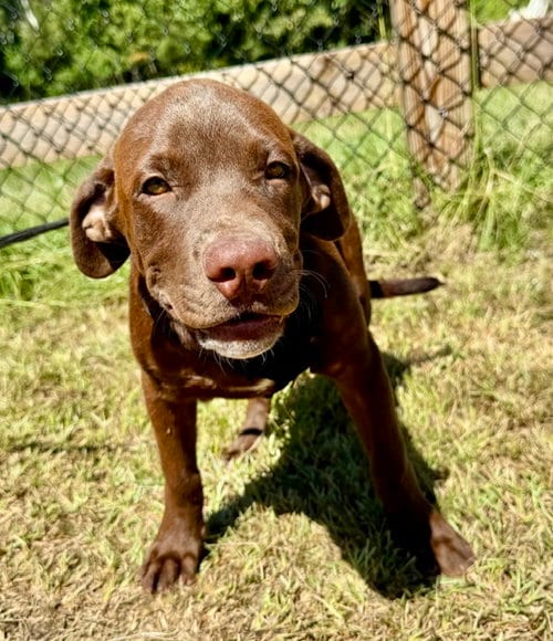 Photo of Duke, adoptable Labrador Retriever in Tarrytown, Georgia