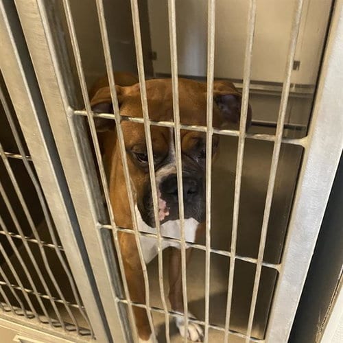 Photo of Otis, adoptable Boxer in Modesto, California