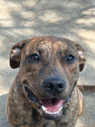 Photo of Ren, adoptable Plott Hound/Terrier, Pit Bull