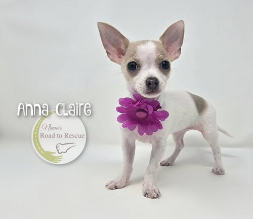 Photo of Anna Claire, adoptable Chihuahua in Benton, Louisiana