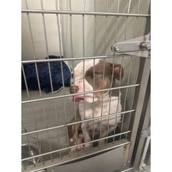 Photo of Gnocchi, adoptable Terrier (Unknown Type, Medium) in Wantagh, New York