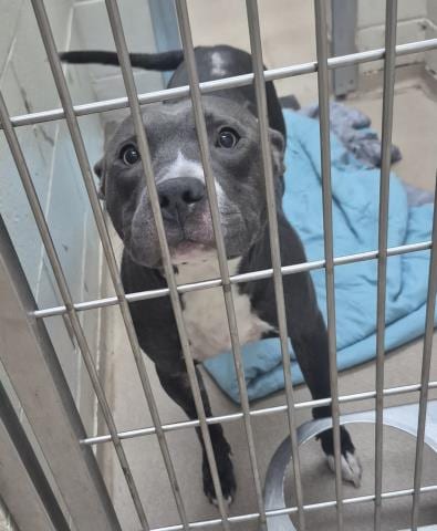 Photo of Javi, adoptable Pit Bull Terrier in Decatur, Illinois