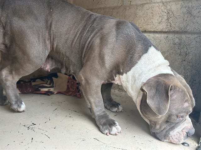 Photo of Senior American Bulldog, adoptable American Bulldog in Oklahoma City, Oklahoma