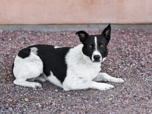 Photo of Smokey, adoptable Queensland Heeler in Santa Fe, New Mexico