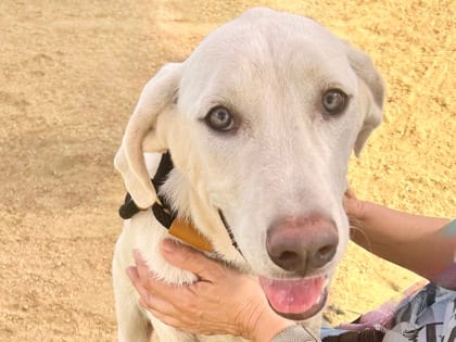 Photo of Dina, adoptable dog in Georgetown, Texas