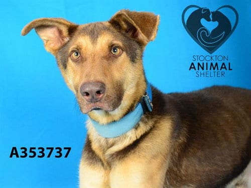 Photo of Perch, adoptable German Shepherd Dog in Stockton, California
