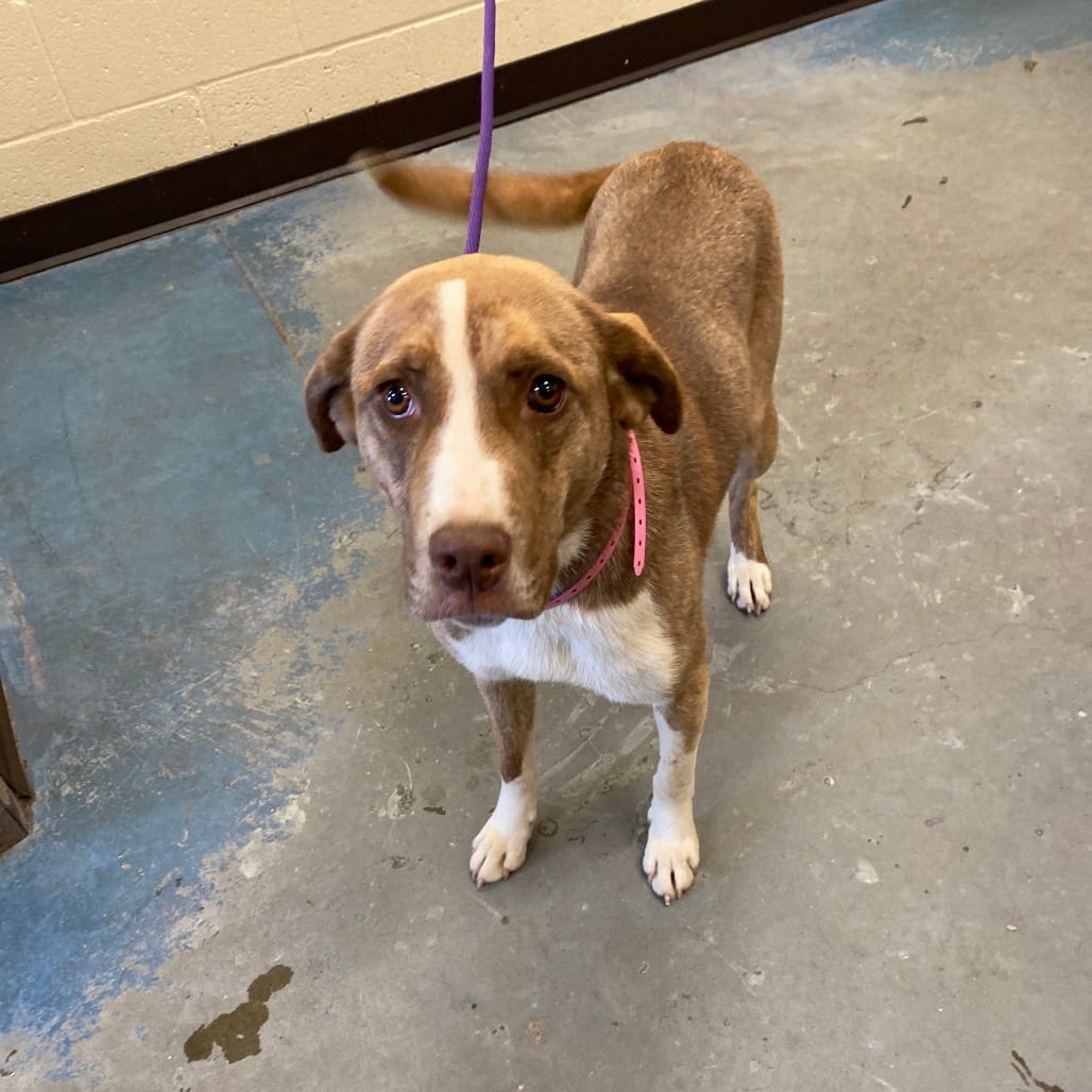 Photo of Macy Gray, adoptable Mixed Breed (Medium)