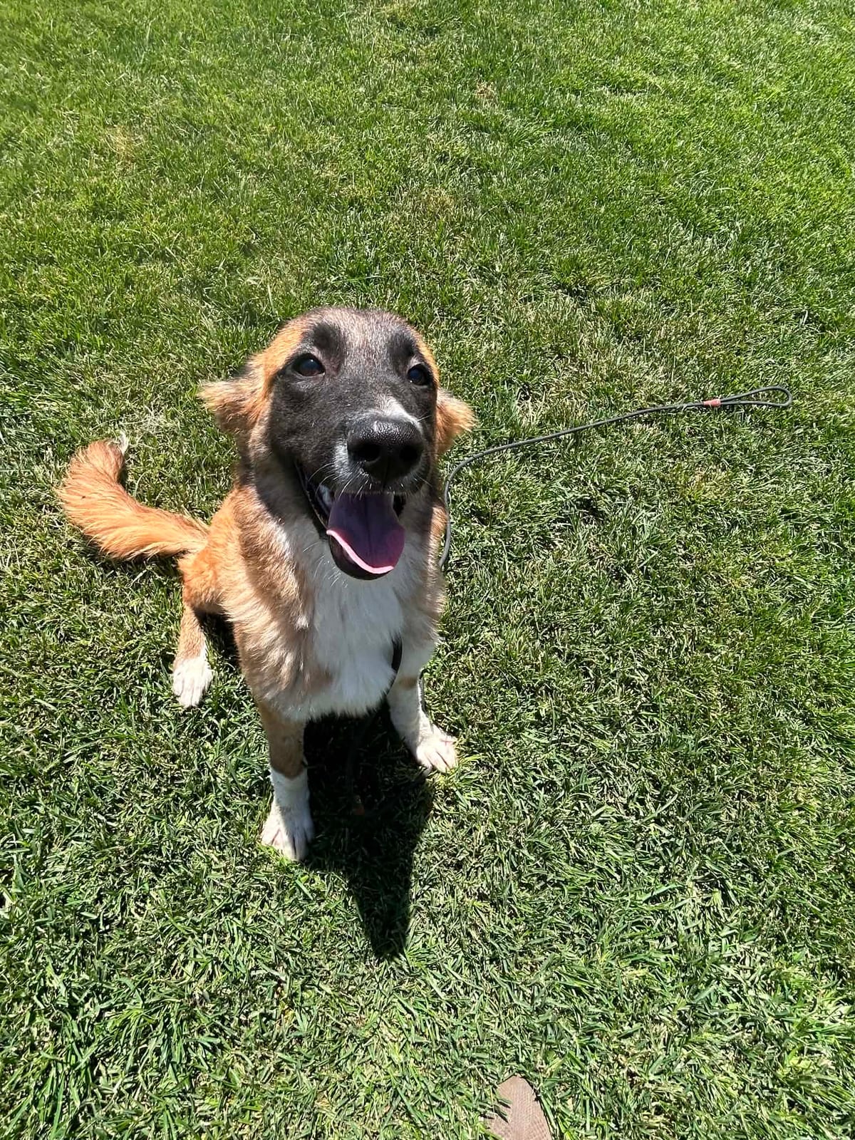 Photo of Winnie, adoptable Belgian Malinois / St Bernard / German Shepherd Dog in Bellflower, California