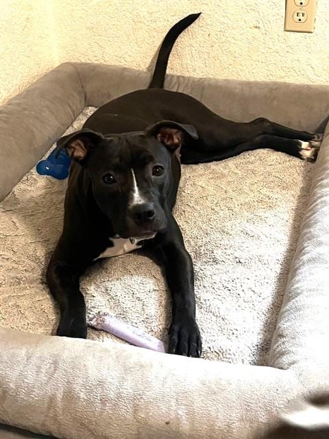 Photo of Sugar, adoptable Pit Bull Terrier in Oklahoma City, Oklahoma