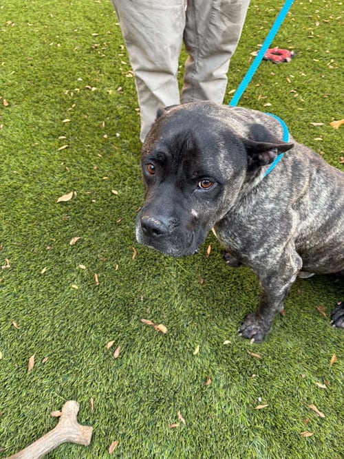 Photo of Calvin, adoptable American Staffordshire Terrier in San Diego, California