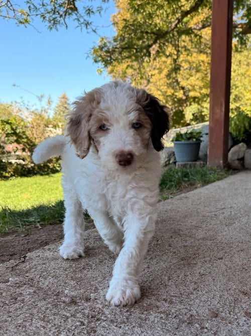 Photo of Mate, adoptable Australian Shepherd in Sandy, Utah