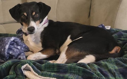 Photo of Wave, adoptable Hound in San Antonio, Texas