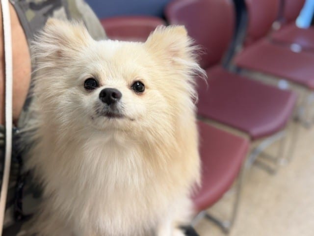 Photo of Casper, adoptable Pomeranian in Miami, Florida