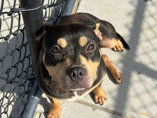Photo of Debbie, adoptable Australian Kelpie in Tulsa, Oklahoma