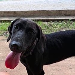 Photo of Salem, adoptable Great Dane Labrador Retriever in Bullard, Texas