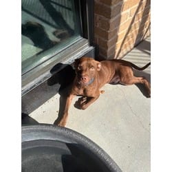 Photo of Noel, adoptable American Pit Bull Terrier in Baton Rouge, Louisiana