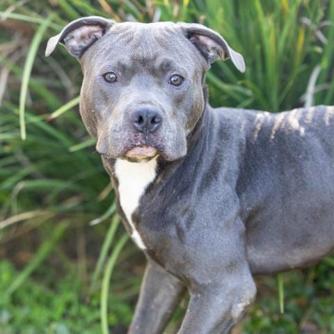 Photo of Sammy, adoptable Pit Bull Terrier in Camarillo, California