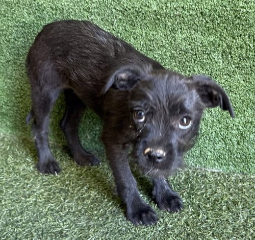 Photo of Marge, adoptable Terrier in Lancaster, California