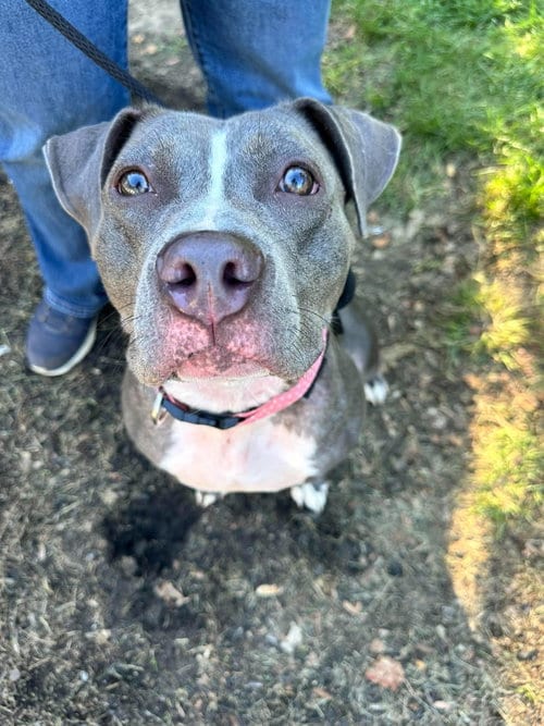 Photo of Smoke, adoptable American Pit Bull Terrier in Germantown, Ohio
