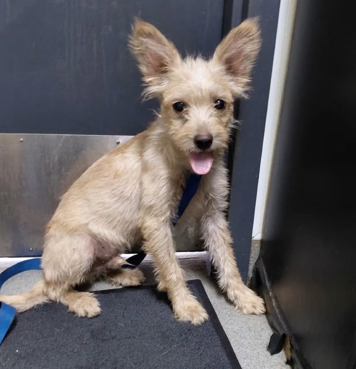 Photo of Bentley, adoptable Terrier (Unknown Type, Medium)/Mixed Breed (Small) in Oakland, California