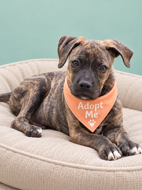 Photo of Mateo N, adoptable Terrier in Inglewood, California