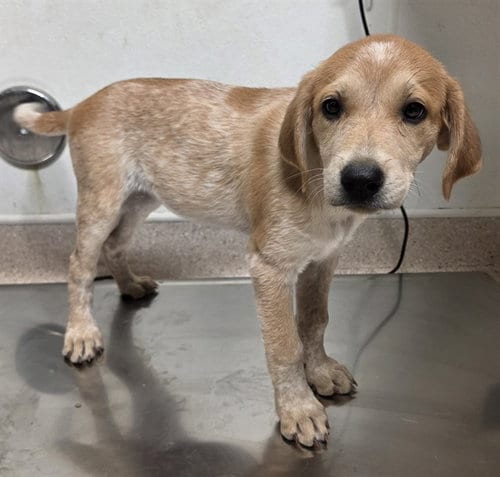 Photo of Delphine, adoptable Labrador Retriever in Bakersfield, California