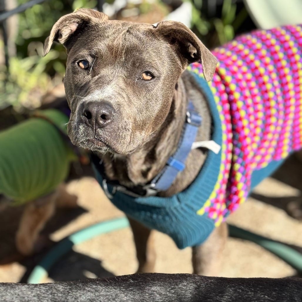 Photo of Sky, adoptable Terrier, American Staffordshire in California, California