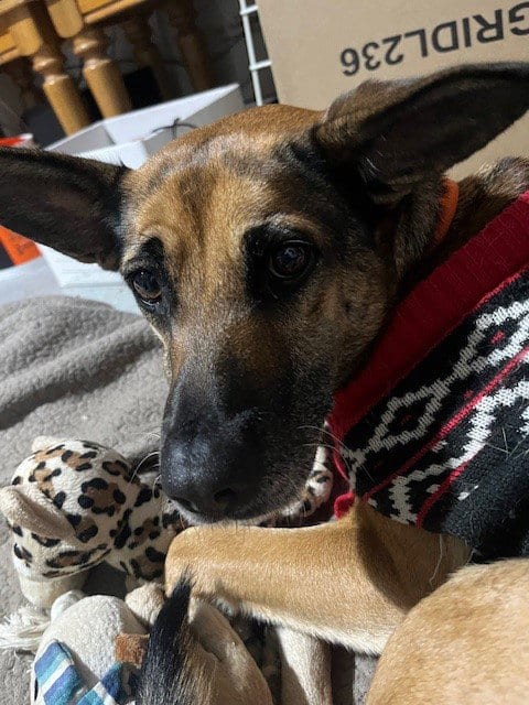 Photo of Babygirl, adoptable German Shepherd Dog in Riverside, California