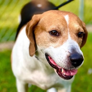 Photo of Sadie, adoptable Coonhound, Treeing Walker