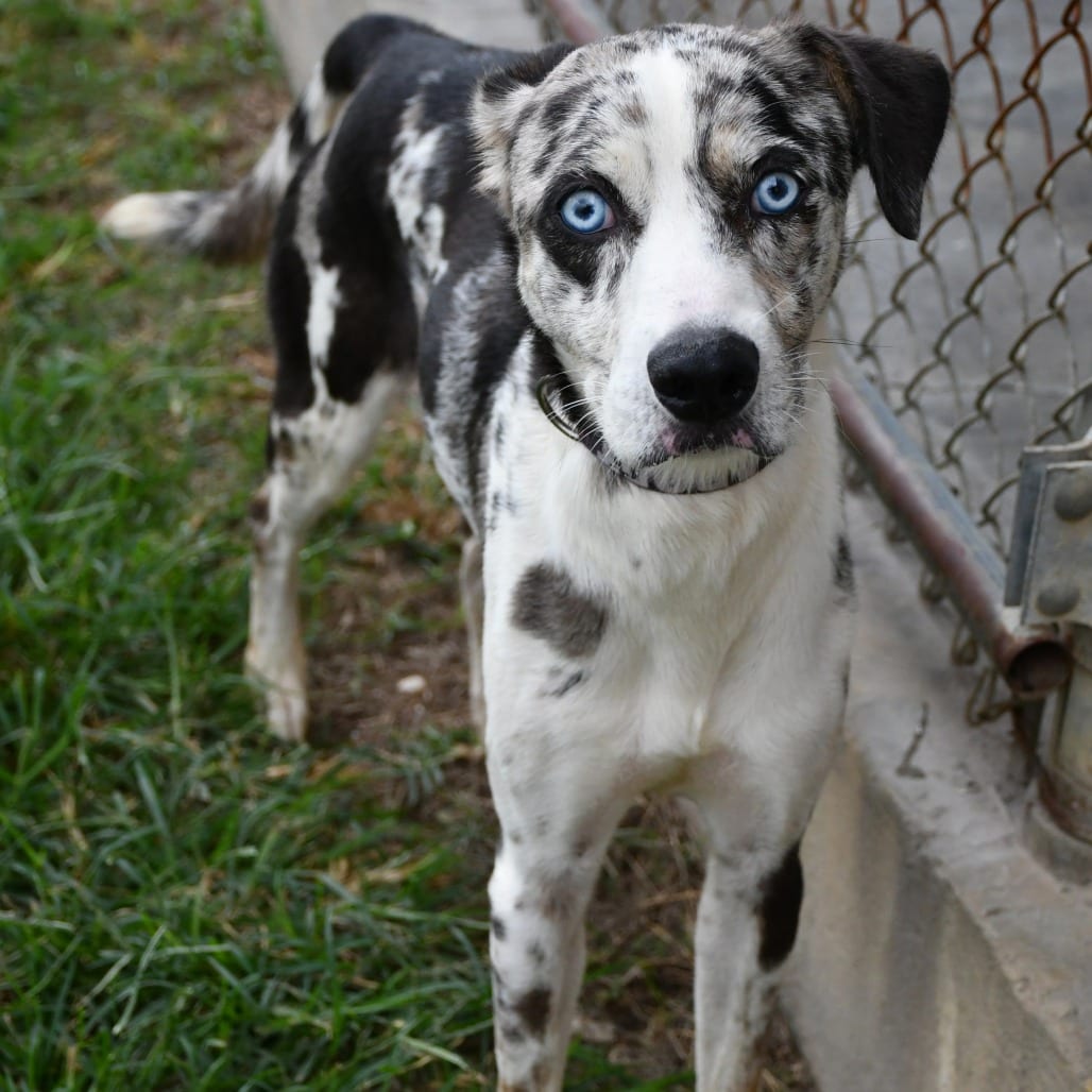 Photo of Samara, adoptable Catahoula Leopard Dog in Beaumont, Texas