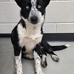 Photo of Gaga / Lexi, adoptable Husky Australian Cattle Dog in Greeneville, Tennessee