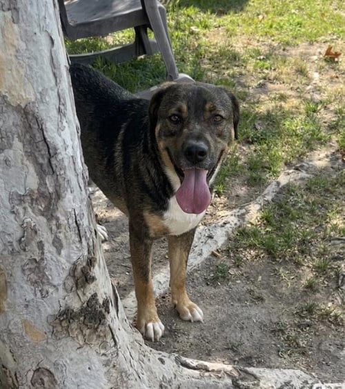 Photo of Ace, adoptable German Shepherd Dog in Riverside, California