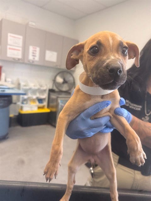 Photo of Olivia, adoptable American Pit Bull Terrier in Mesa, Arizona