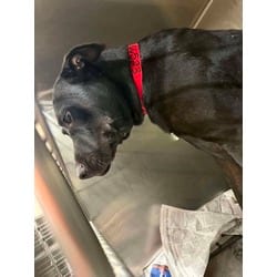 Photo of Sassy, adoptable Labrador Retriever in Baton Rouge, Louisiana
