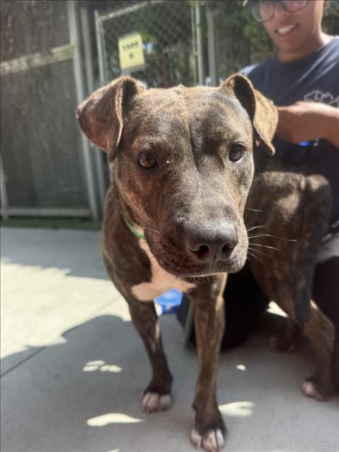 Photo of Martha, adoptable American Staffordshire Terrier in Los Angeles, California