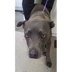 Photo of Prim, adoptable American Pit Bull Terrier in San Bernardino, California