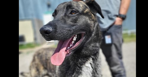 Photo of Knox - Located in New Mexico, adoptable Dutch Shepherd in Imlay City, Michigan