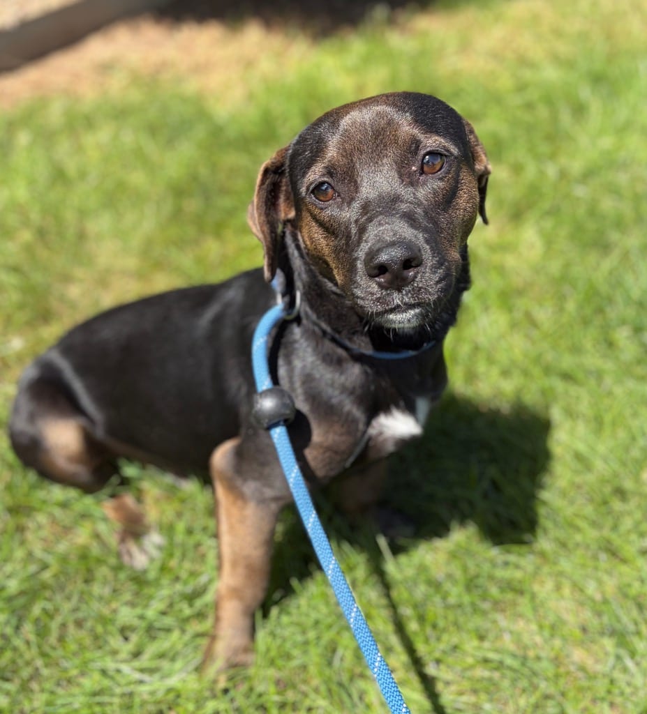 Photo of Jake, adoptable Terrier in Wintersville, Ohio
