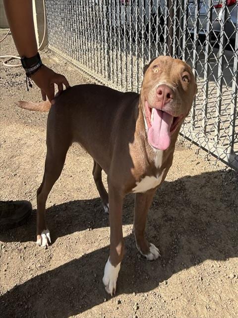 Photo of Betty Boop, adoptable Pit Bull Terrier in Riverside, California