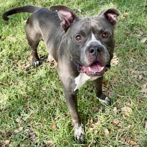 Photo of Blue, adoptable Staffordshire Bull Terrier in Houston, Texas